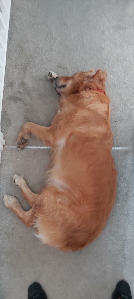 A golden retriever sleeping with his head on his paw, entirely loaflike in appearance 