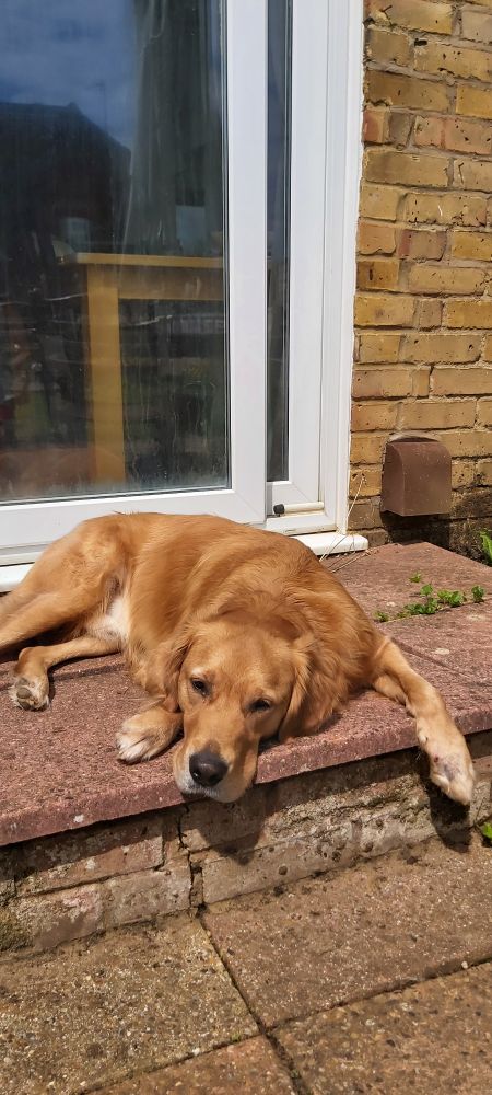 A golden retriever lays in the sun, wondering why I'm not throwing a ball for him presently.