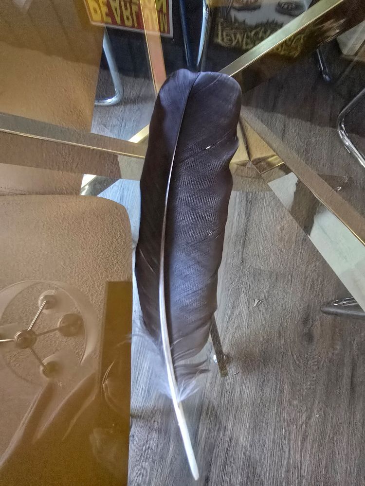 Dark feather on a glass table