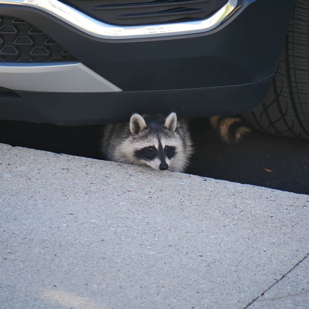 Picture of a young raccoon peering out from under a car
