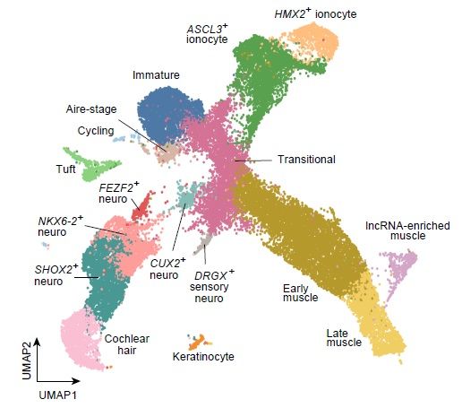UMAP plot with clusters of mimetic cells including ionocytes, muscle, keratinocytes, various neuroendocrine cells, cochlear hair cells and tuft cells as well as Aire-stage, immature, cycling and transitional mTECs