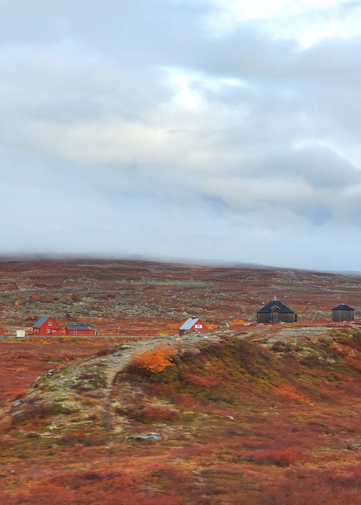 Saltfjellet, Norway
Photo by author

"...The luscious green of the forest disappears into browns and strong reds until the trees give way to bare mountains and large areas covered by red moss and lichens. I've reached the Arctic Circle..."