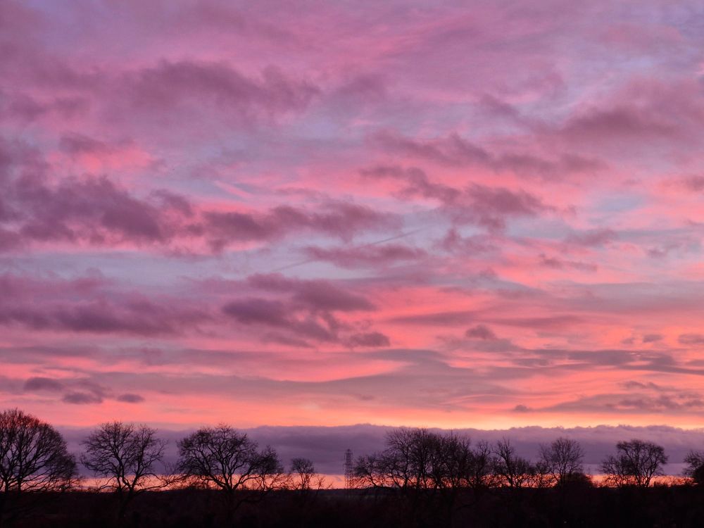 A sunset in the countryside.
The bare trees are a skeletal silhouette against the blue-pink sky.