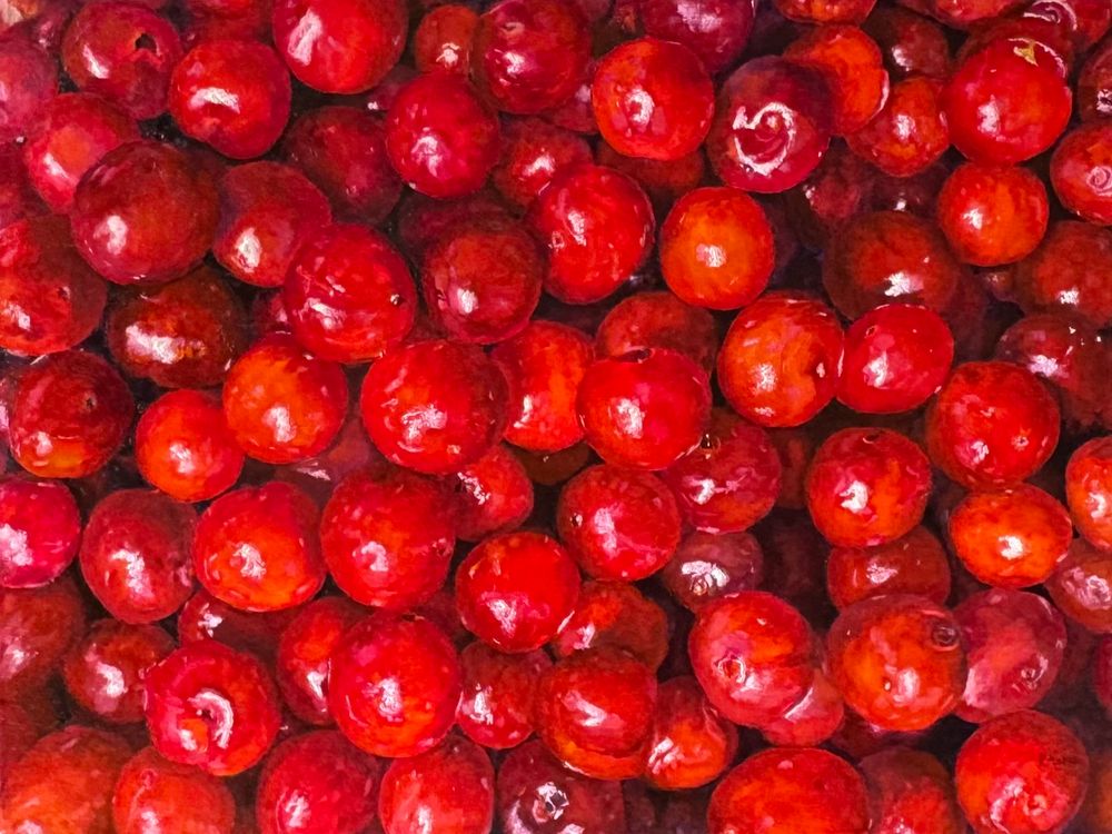 Oil painting of close up look at lots of freshly picked sour cherries. 