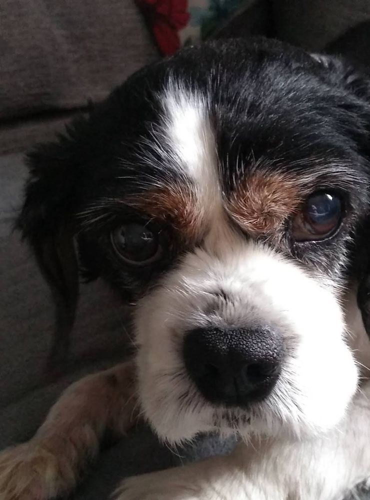 Ruby, a Cavalier King Charles who lived to 16  and was so gentle you would not believe it.