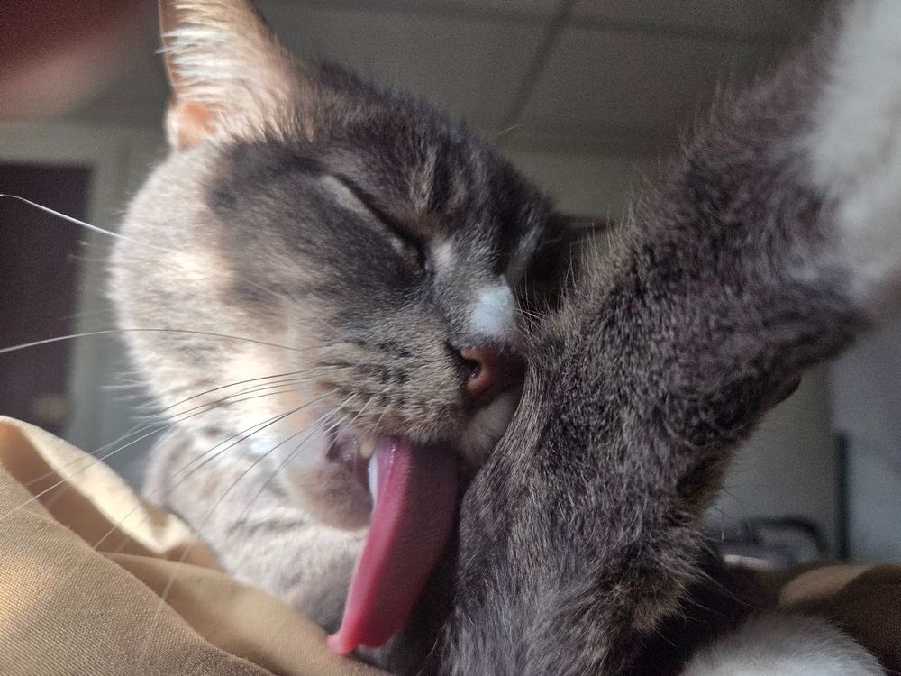 Donut the grey and white cat is cleaning his paw with an enormous pink tongue, seriously he could lick the ceiling with that thing