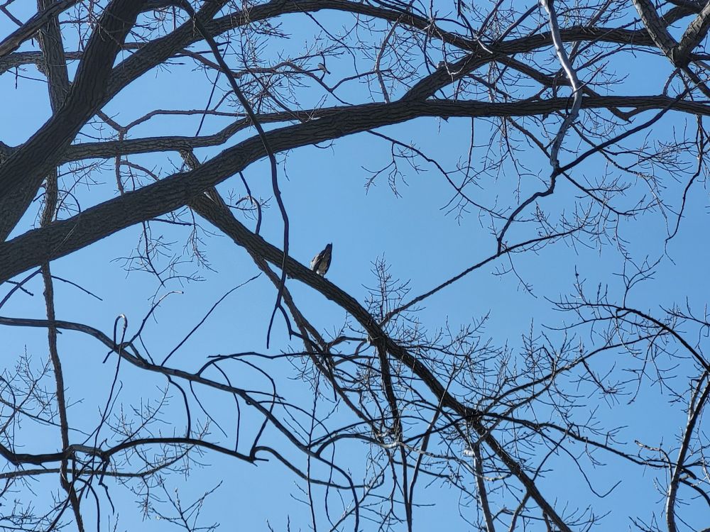 Hawk in a tree