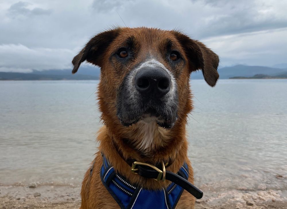 Good dog pictured in front of lake & mountains. 