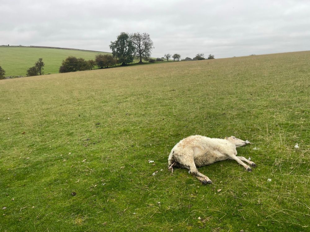 Not a good omen. Dead sheep lies white against the green grass. Trees and rolling hills, and an overcast sky. 