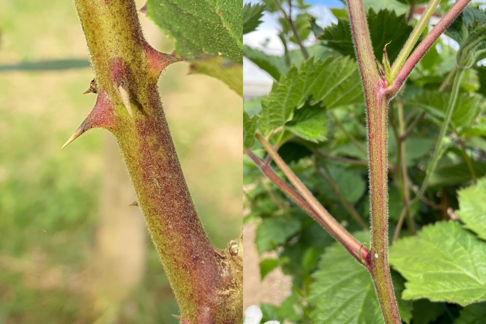 A thorny blackberry cane on the left and a thornless cane on the right