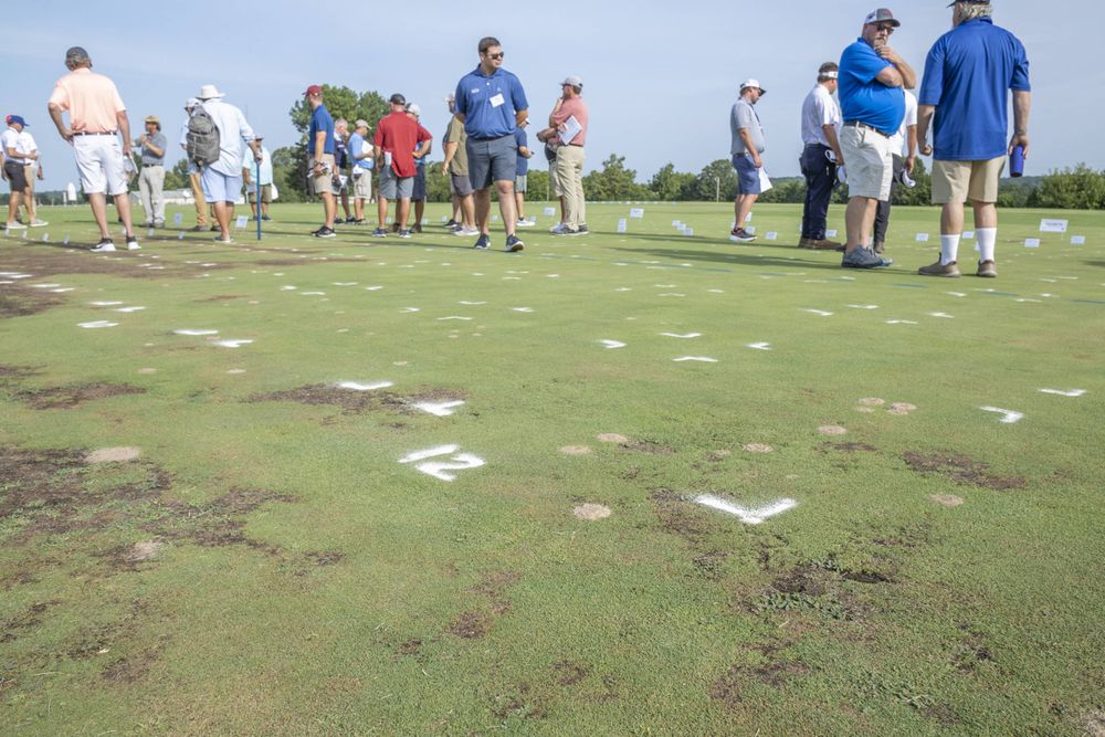Attendees examine a patchy section of short turfgrass during a field day.