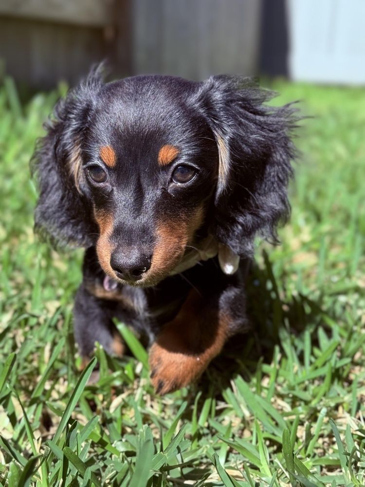 Darla enjoying a little fun in the sun