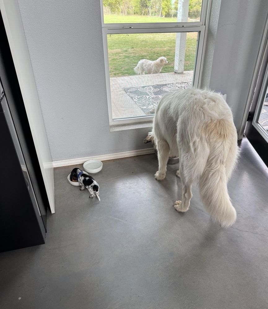 Our new puppy Waylon having dinner with his big brother Kid