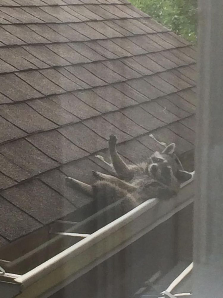 Unexpected Visitor: Raccoon Lounging on Neighbor's Roof