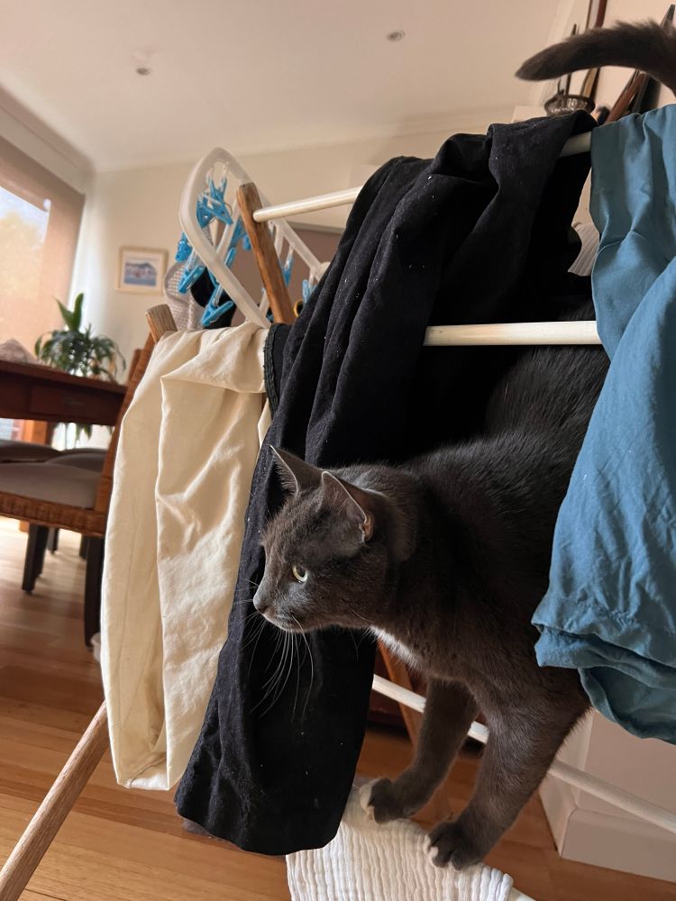 Gray cat balancing inside a wooden drying rack surrounded by clean laundry 