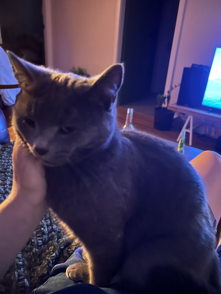 Young cat sitting on a lap, with a human hand stroking the cats face