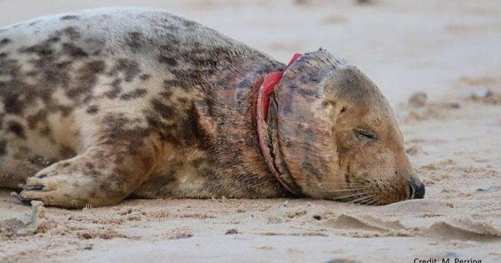 Cornwall Council to vote on ban of plastic ring frisbees killing marine mammals