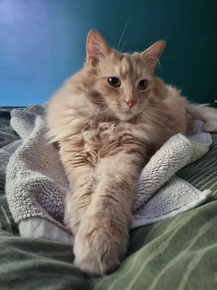 A plush orange cat reclines on a bath mat set stop a duvet. He has a small triangular faces hidden in a big, boofy mane and large, alert orange eyes. The room around him is calmingly green-toned 