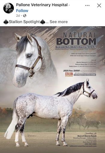 This screenshot depicts a Facebook post spotlighting a stallion named Natural Bottom. He's a perfectly nice looking white horse but that's not why we're here. 