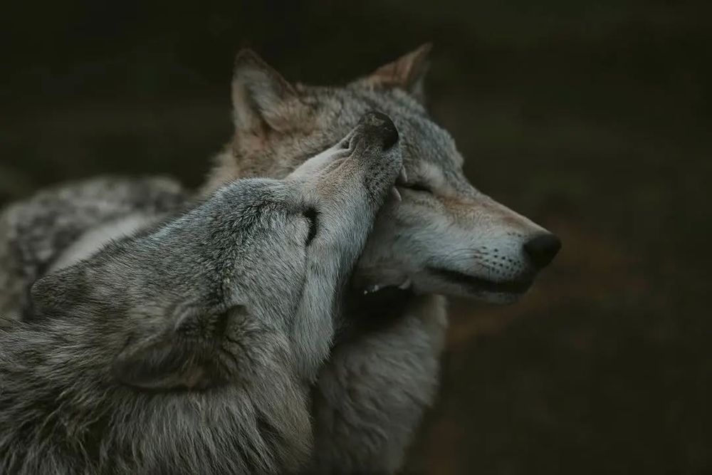 Credit: (ohiocanidcntr)