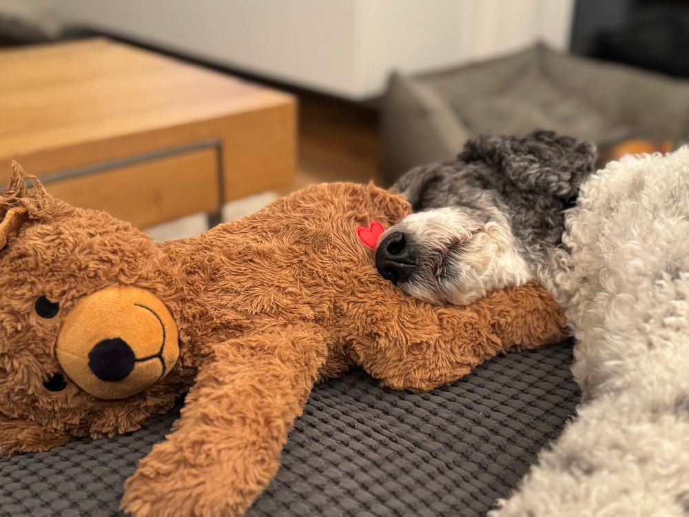 ein schwarz-weißer Pudel schläft und hat seinen Kopf auf dem Hintern eines Teddybär platziert. Oberhalb der Nase des Pudels hat der Teddybär ein rotes Herz aufgenäht 