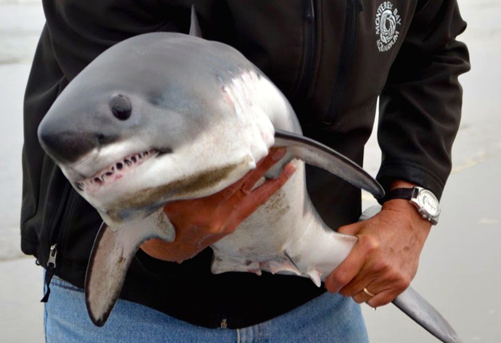 a photo of a man holding a salmon shark with the shark facing the camera