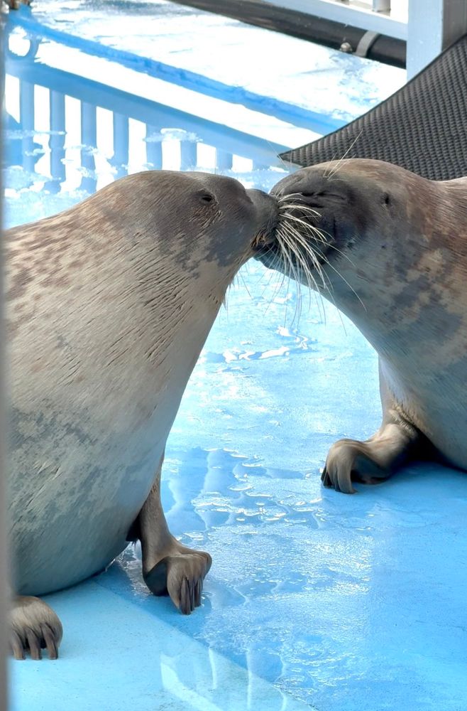 Two seals, Yo-chan and Katsunori, respectively, are sitting near each other. Their snouts are pressed together. Mimicking the appearance of a kiss. Katsunoris face is noticably more wrinkly compared to Yo-chans