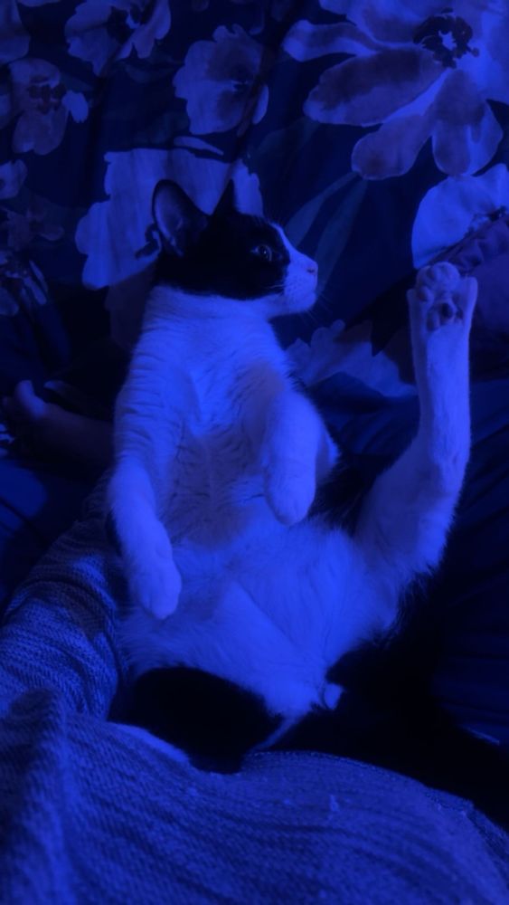 a black and white cat, in blue lighting, laying on its back with its two front paws dangling and its back leg extended out 