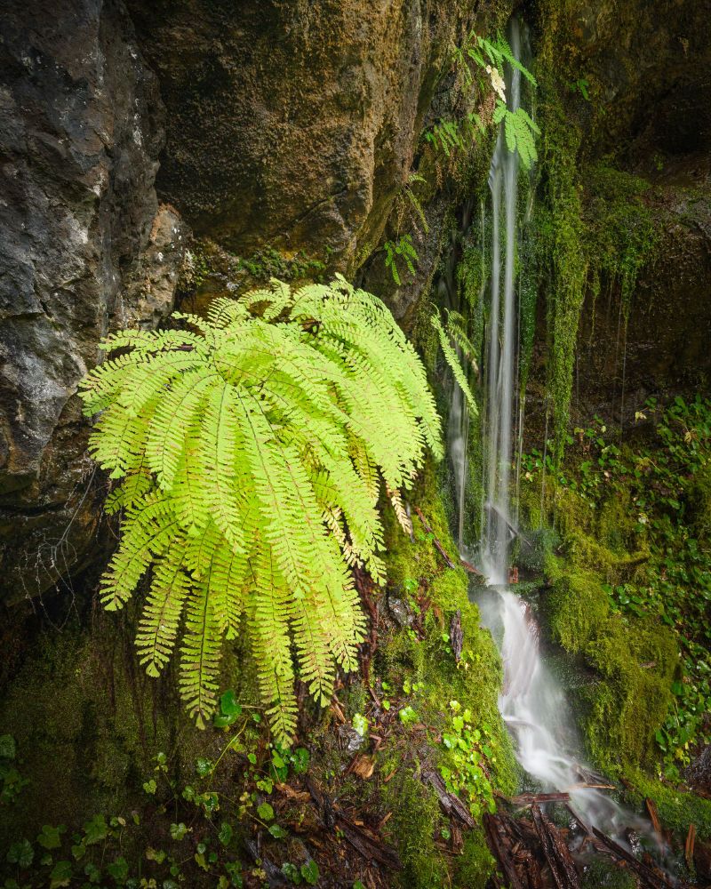 Maidenhair fern growing out of a rock overhang, with a small water stream emerging out of the rock overhang behind it.