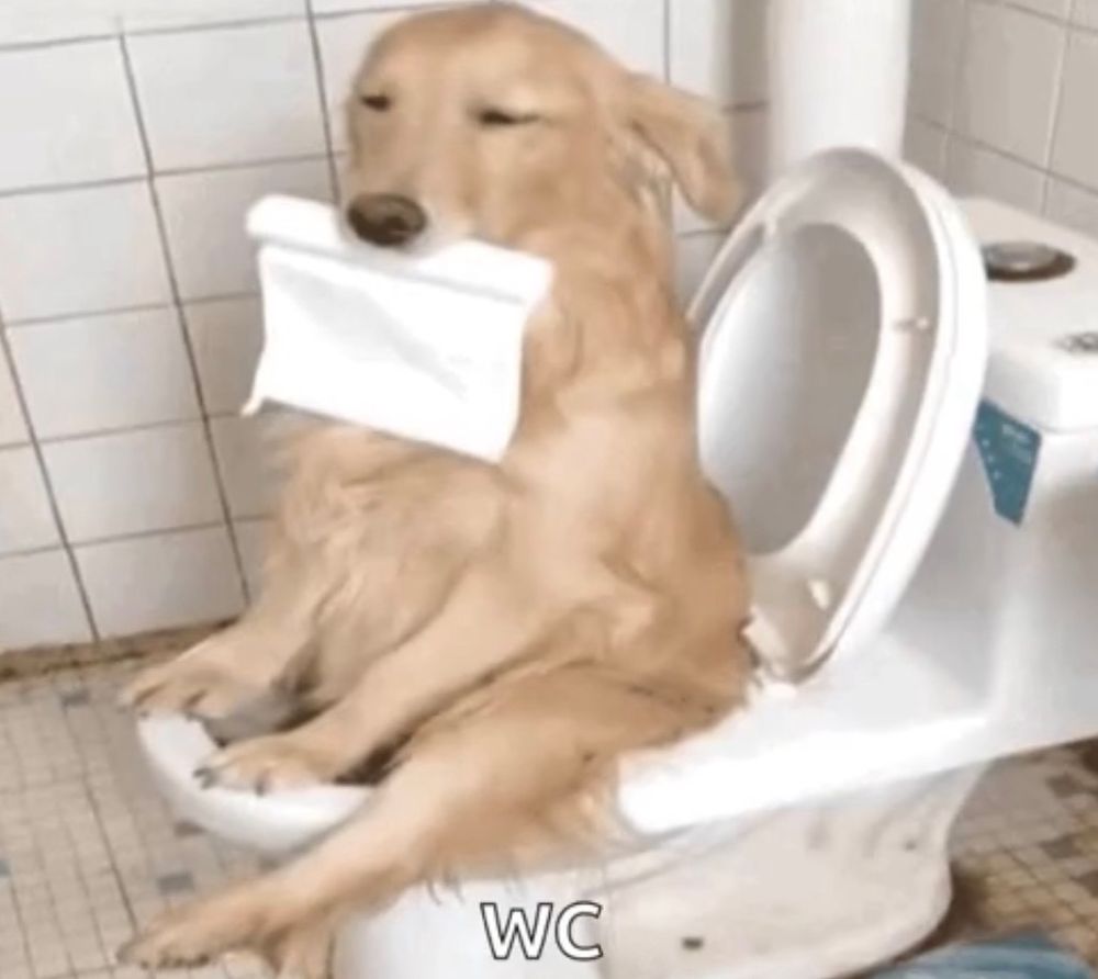 A dog on the toilet holding toilet paper in its mouth 