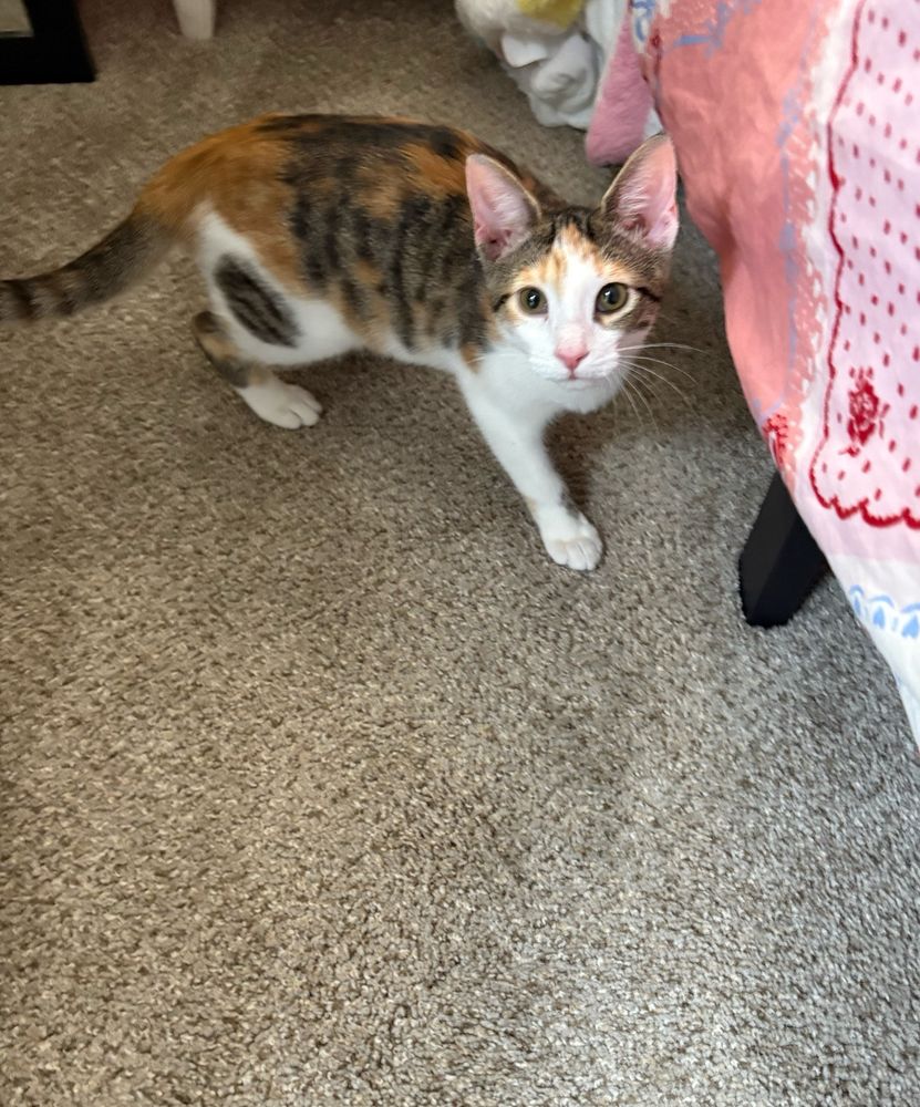 picture of a majority white calico kitten with hazel eyes. she is visibly kitten-ish in size and shape.