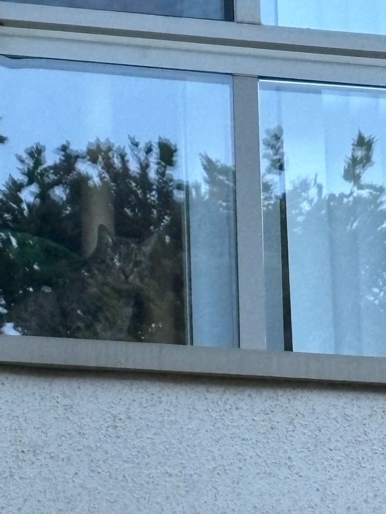 photo of rae and i's gray tabby churro sitting in the window in the living room staring down at us outside.