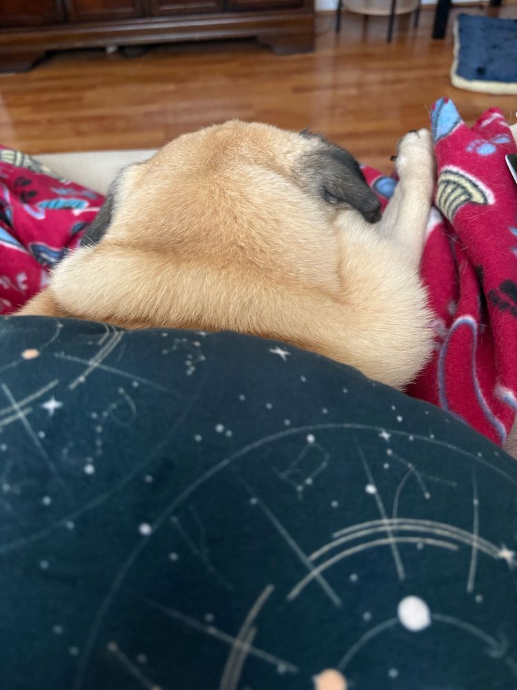 The back of a fawn pug’s head can be seen. He is lying on lap covered by a pink blanket. A green bean-shaped pillow is in the foreground with constellations on it.
