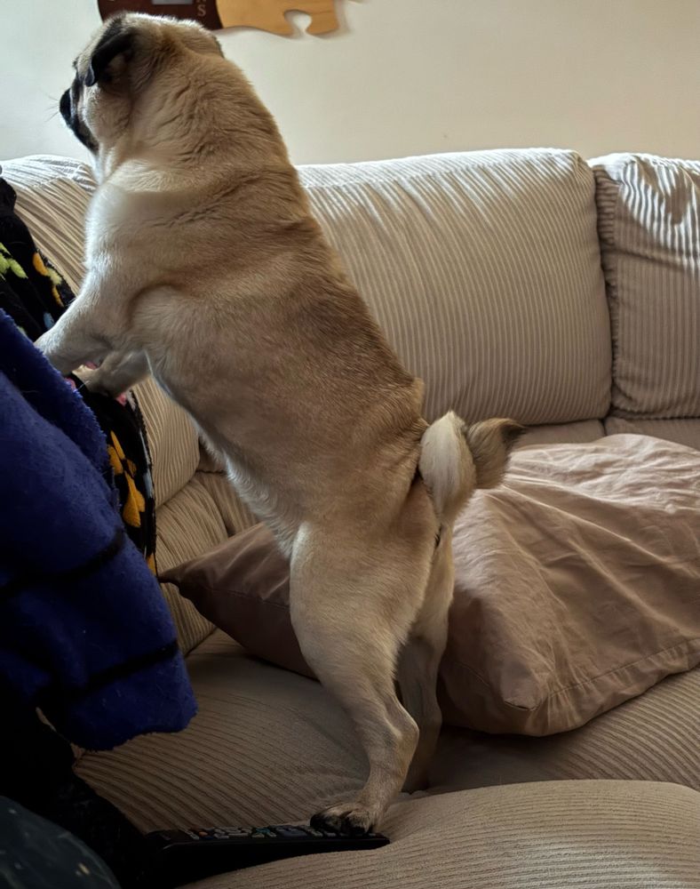 A fawn pug stands on a tan sofa. His front feet are up on the back of the sofa. He is alert and ready to bark at a moment’s notice. He also has cute wrinkles on his back just above his double curled tail.