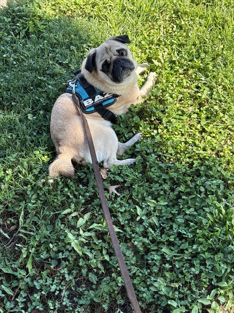 A fawn pug is lying on the grass in the shade. He’s wearing a blue harness with the word BAZ on the side. The pug is looking at the camera with no intention of getting up to take a walk on this hot July morning.