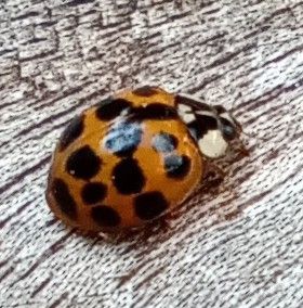 De kever werd als biologische bestrijding van bladluizen ingevoerd in België. Deze invasieve soort blijkt naast bladluizen zich ook tegoed te doen aan de larven van kevers zoals die van andere lieveheersbeestjes.