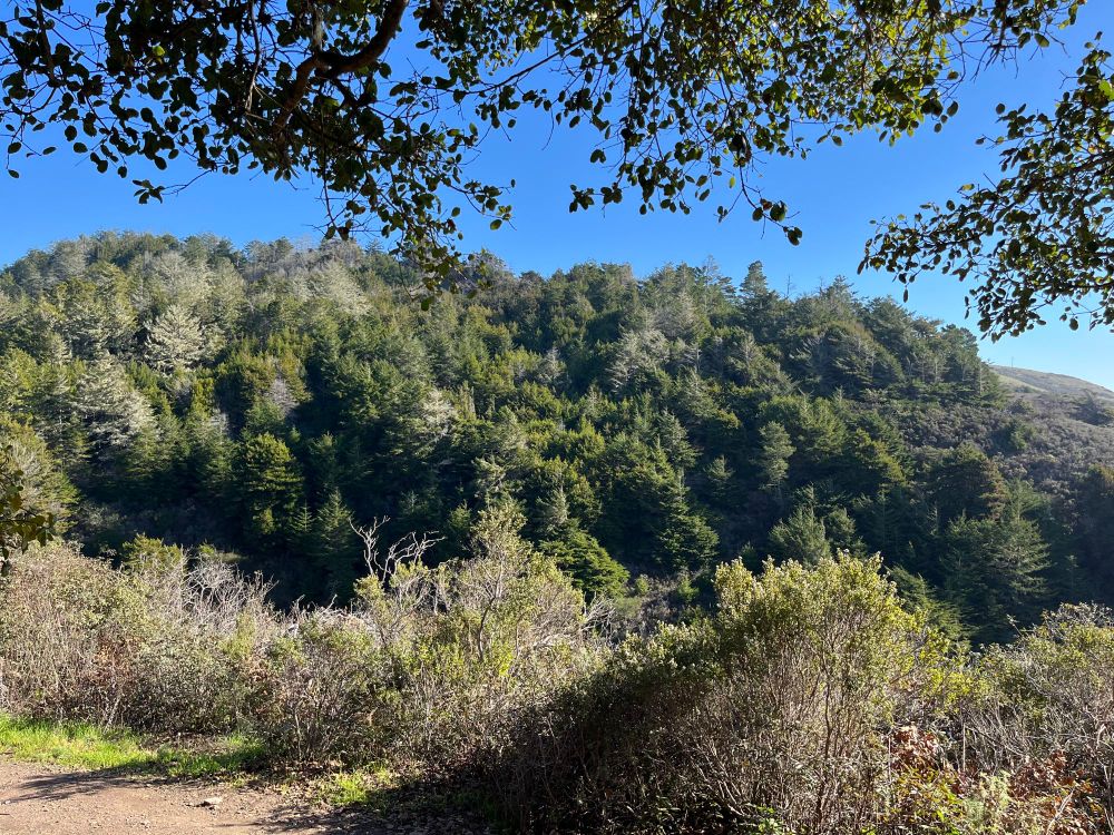 View of steep gully with many trees. 