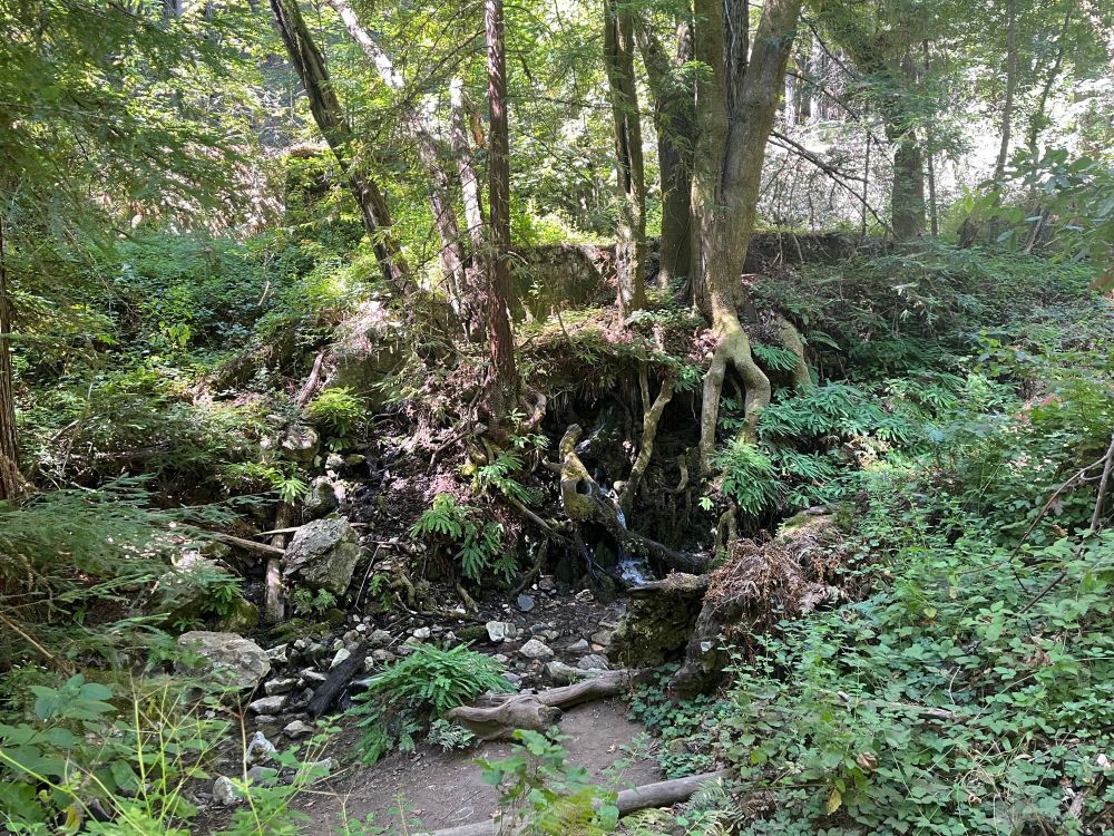 Photo of a waterfall through some trees at Fall Creek State Park in the Santa Cruz mountains. 