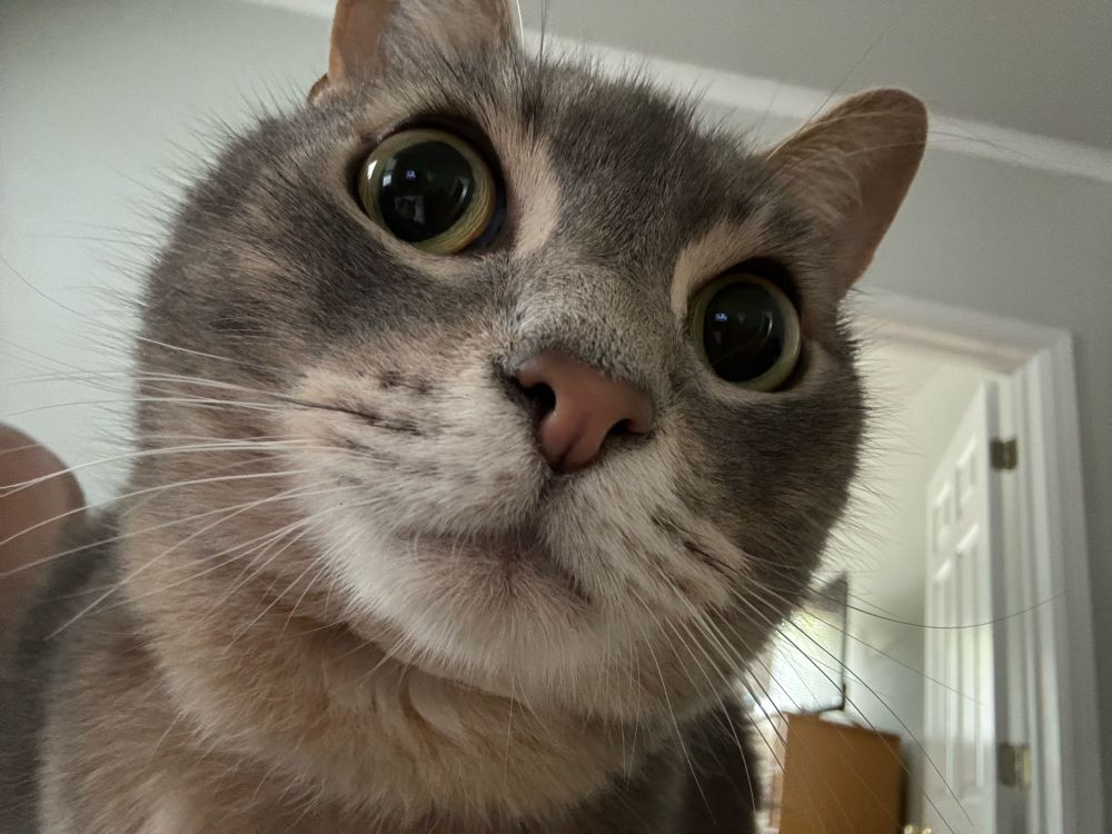 A gray tabby cat stares into the camera with big saucer eyes