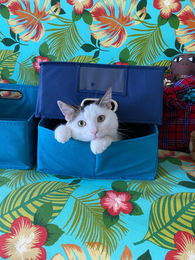 Mostly white cat peeks out between two blue bins on a tropical sofa