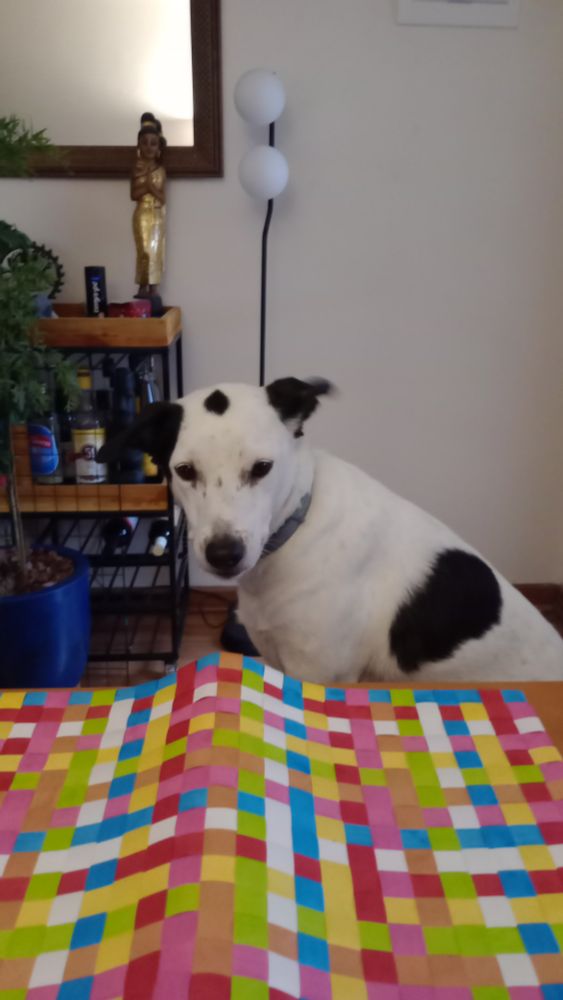 Cachorra branco e preta com olhar de desprezo para a gata Nina.