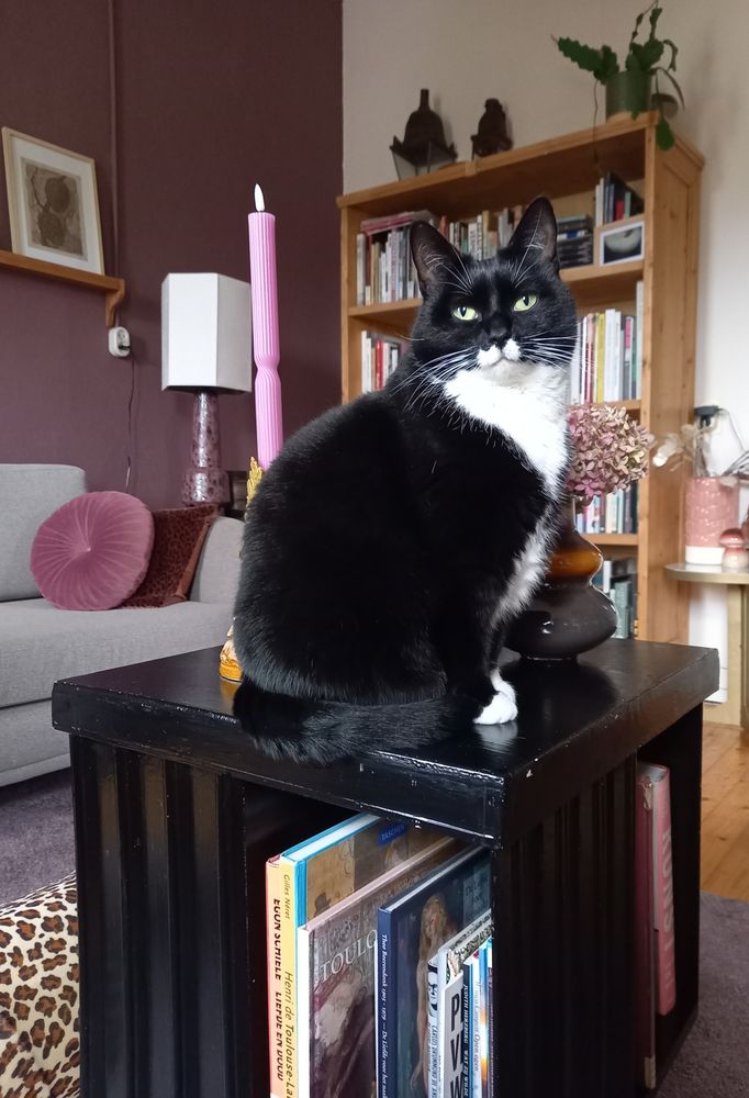 Poes Pip zit me vanaf de tafel aan te kijken. Een vast plekje.