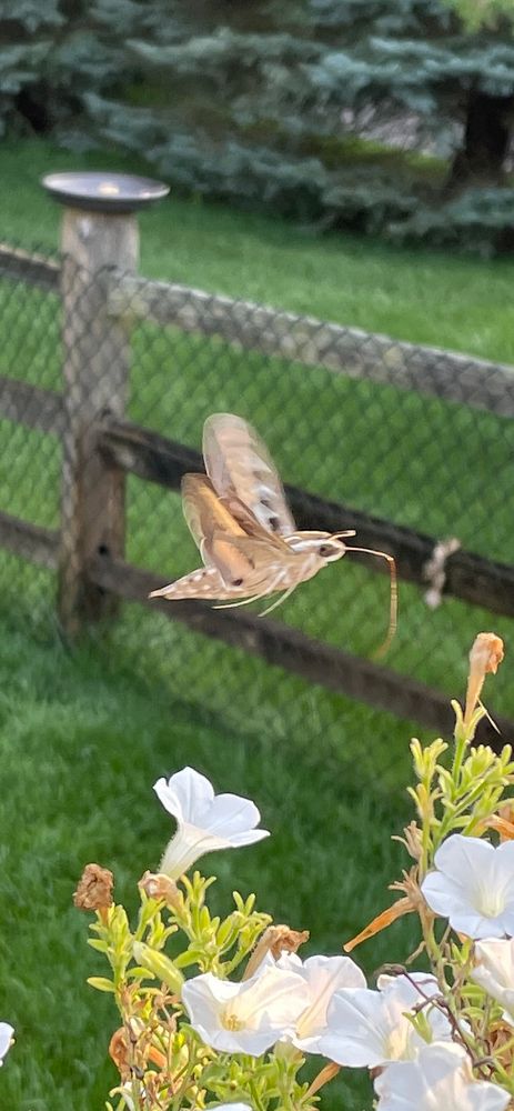 hummingbird moth mid flight above white petunias