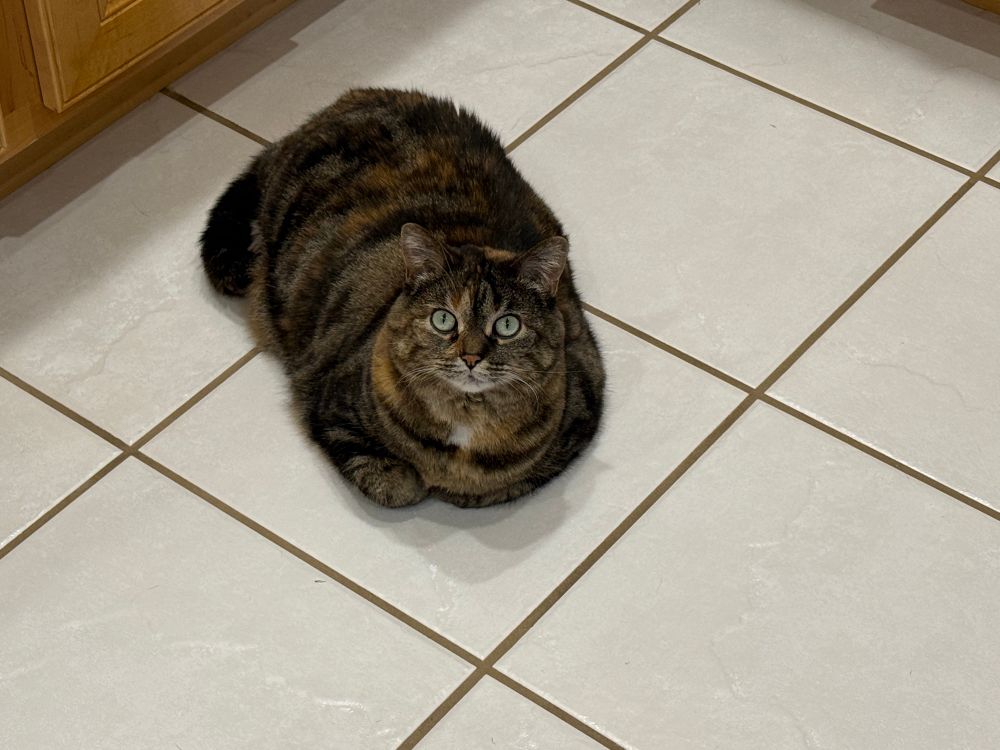 JoJo Deluxe (cat) resting loaf style on a tile floor