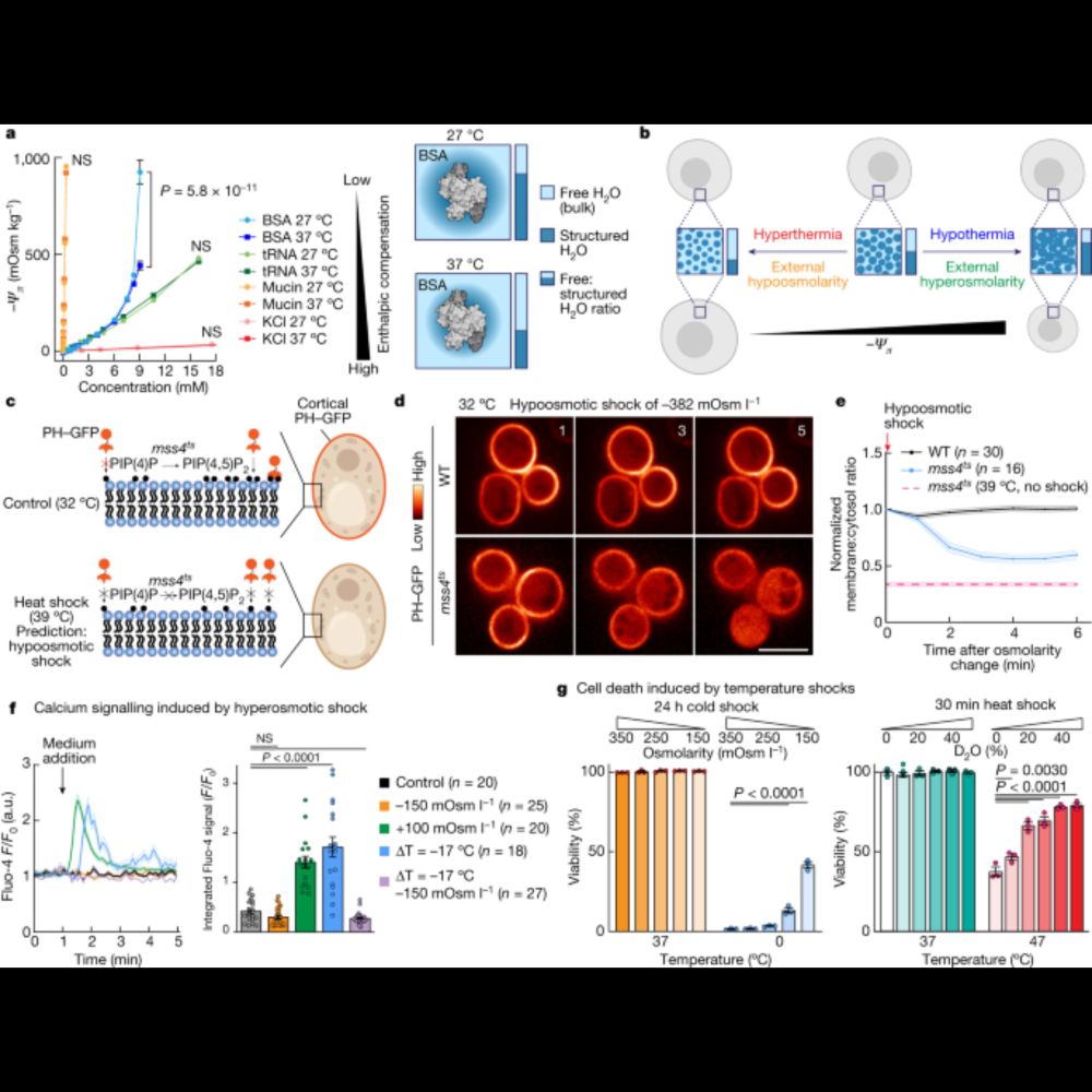 Macromolecular condensation buffers intracellular water potential - Nature