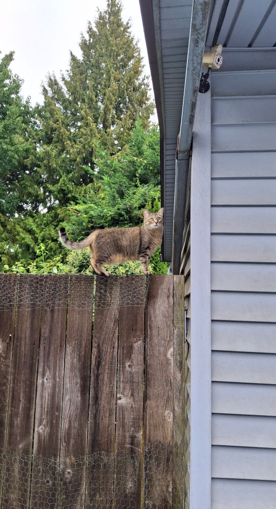 A tawny tabby cat stands on top of a 6 foot tall wooden fence, greenery and gray skies in the backgroind.