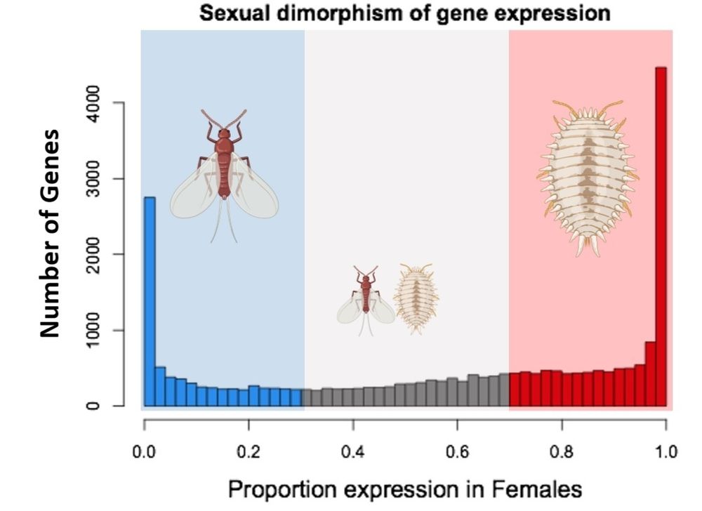 A histogram of the proportion of gene expression limited to one sex. The highly bimodal distribution means that most genes are sex-biased in expression.