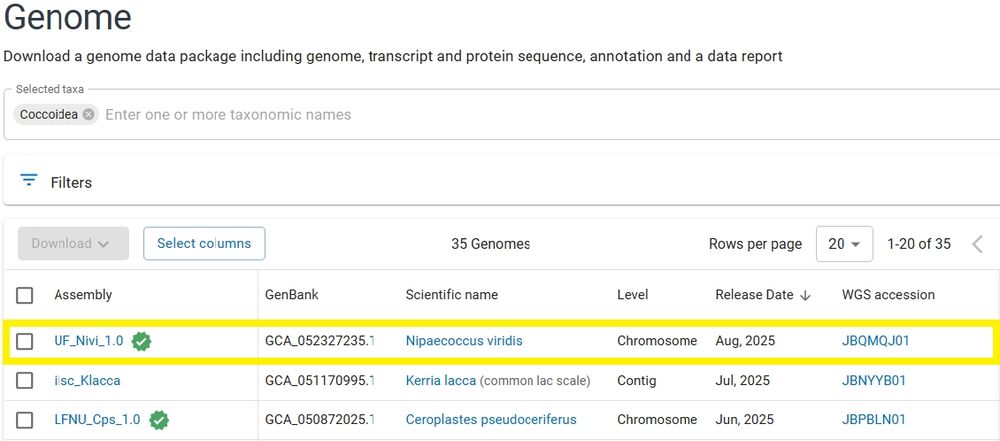 Screenshot of NCBI genome database showing the newly added mealybug genome.