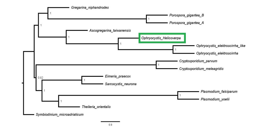 Sequencing places this parasite (outlined in green) as sister to the Ophryocystis that infect milkweed butterflies. 