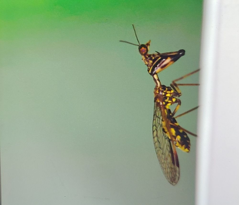 A mantidfly, possibly Trichocelia banksi, pointing upward